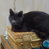 Picture of cat lost at Charix