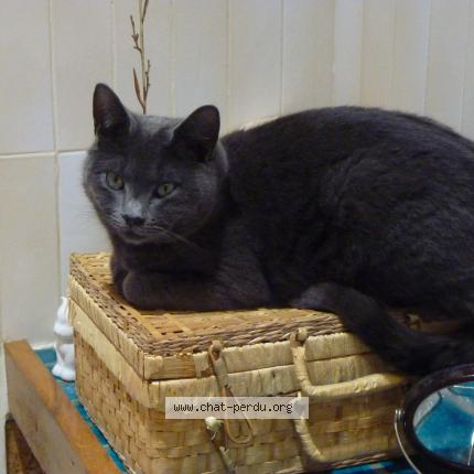 Photo 1/1 GRISOUNET Chat lost in Charix