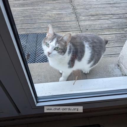 Photo 1/2 Cat reunited Lost in Bretigny sur orge