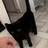 Picture of cat lost at Montpellier