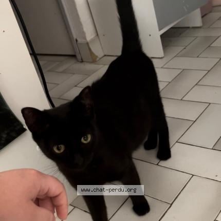 Photo 1/1 Cat reunited Lost in Montpellier