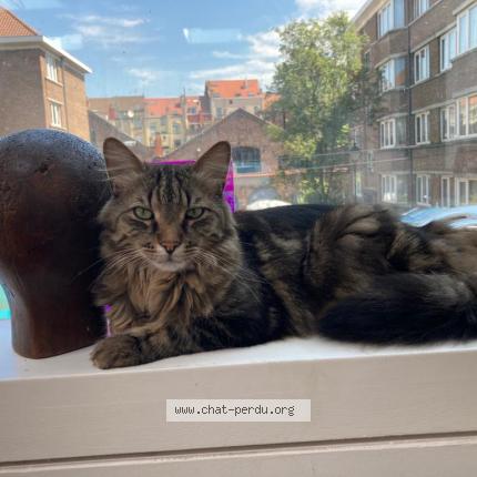Foto van vermiste kat in Saint Gilles