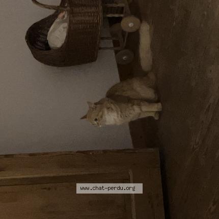 Foto van vermiste kat in Pepinster