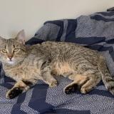 Picture of cat found at Edmonton