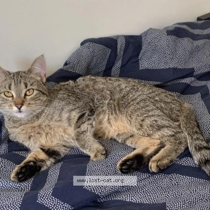 Photo 1/1 Cat reunited Found in Edmonton