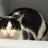 Picture of cat lost at Brest