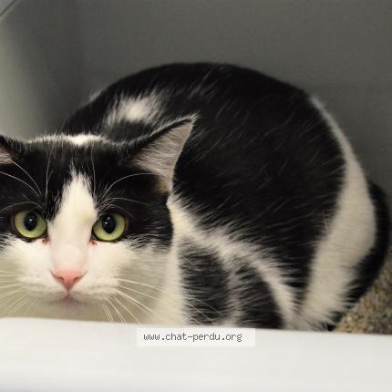 Photo 1/1 melrose Chat lost in Brest