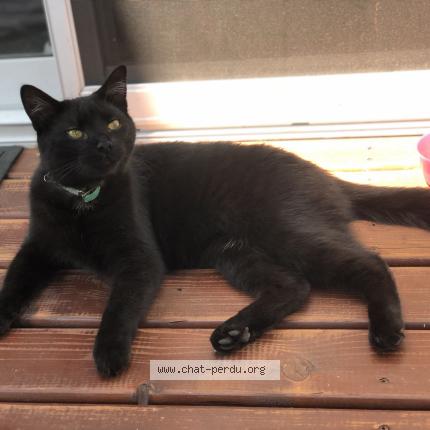 Photo 1/1 Cat reunited Found in Longueuil