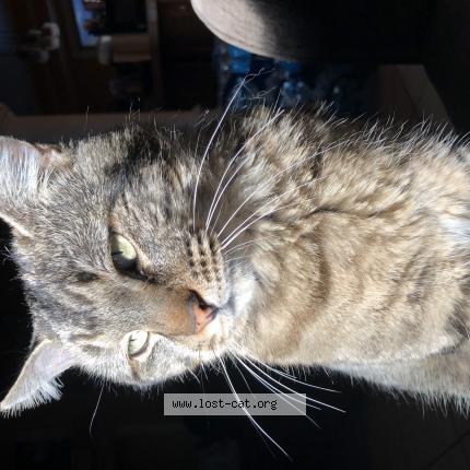 Photo 1/1 Reunited cat Lost in Las Vegas