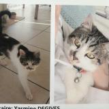 Picture of cat lost at Vise