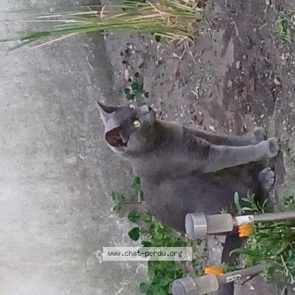 Picture of cat lost at Bordeaux