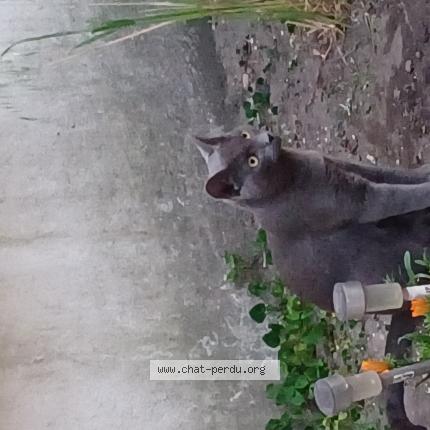 Picture of cat lost at Bordeaux