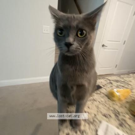 Photo 1/1 Reunited cat Lost in Myrtle Beach