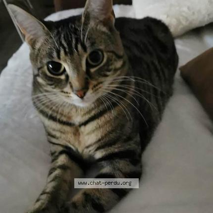 Foto 3/3 Kat teruggevonden Vermist in Gemmenich