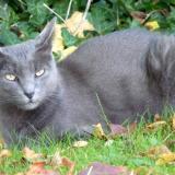 Picture of cat lost at Saint Cyr Sur Morin