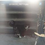 Picture of cat lost at Osny