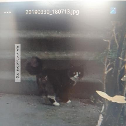 Photo 1/3 Berlioz Chat lost in Osny