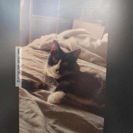 Photo 2/3 Berlioz Chat lost in Osny