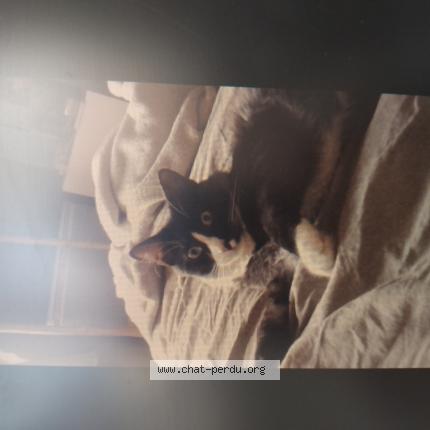 Photo 3/3 Berlioz Chat lost in Osny