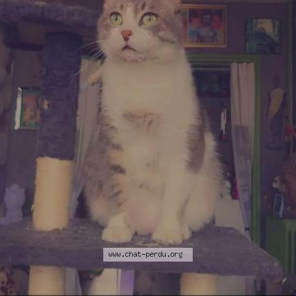 Photo 1/1 GRIZOU Chat lost in Gonfreville lorcher