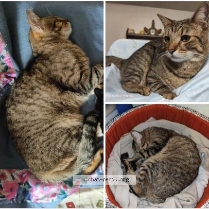 Photo 1/1 Figo Chat lost in Perenchies