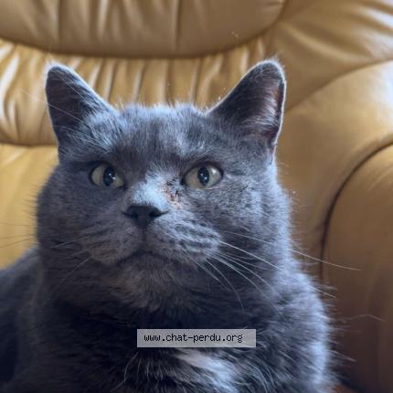 Photo 1/1 Cat reunited Lost in Servigny les raville