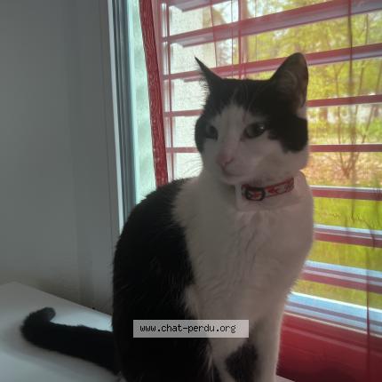 Foto 1/1 Wiedergefundene Katze Verloren in Ste Croix