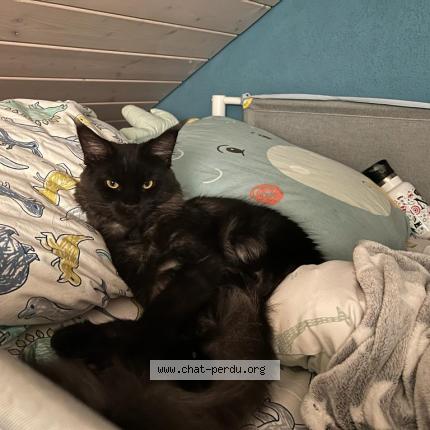 Foto 1/1 Wiedergefundene Katze Verloren in Corcelles Pres Payerne