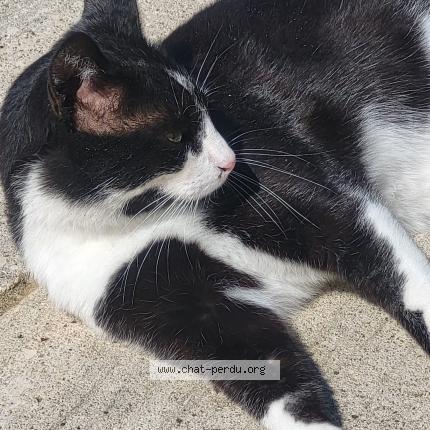 Photo 1/1 Figaro Chat lost in Sigean