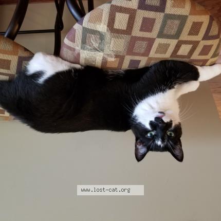 Photo 1/1 Cat reunited Lost in Campbell river