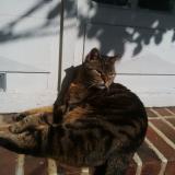 Picture of cat lost at Saint Briac Sur Mer