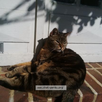 Photo 1/2 Magenta Chat lost in Saint briac sur mer