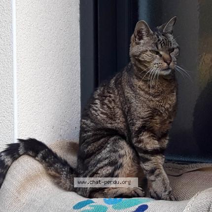 Photo 2/2 Magenta Chat lost in Saint briac sur mer