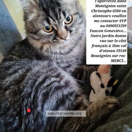 Foto 1/1 Kat teruggevonden Vermist in Montignies Saint Christophe