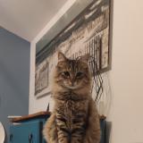 Picture of cat lost at L Herbergement