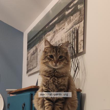 Photo 1/1 Twist Chat lost in L herbergement