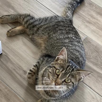 Foto 1/1 Wiedergefundene Katze Verloren in Bussigny