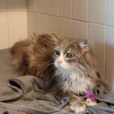 Picture of cat found at Colomiers