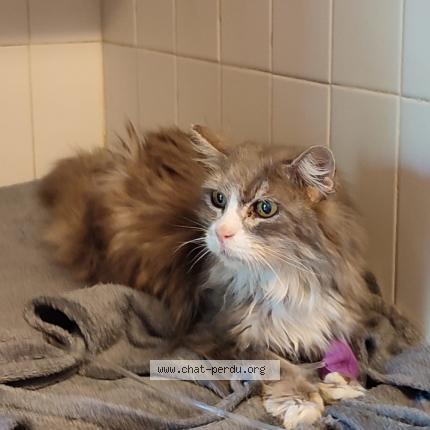 Photo 1/1 Cat reunited Found in Colomiers