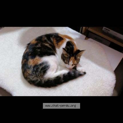 Foto 1/1 Kat teruggevonden Vermist in Ixelles