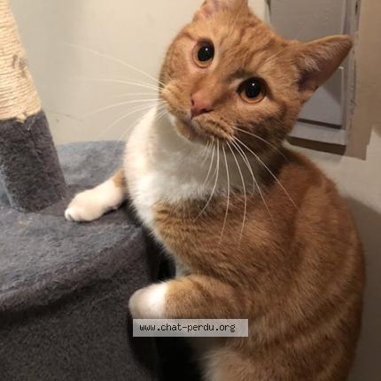 Foto 1/1 Kat teruggevonden Vermist in Tubize