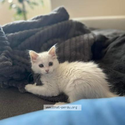Foto 1/1 Kat teruggevonden Vermist in Liege Saint Walburge