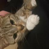 Picture of cat lost at Saint Maur Des Fosses