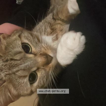 Photo 1/1 Nala Chat lost in Saint maur des fosses