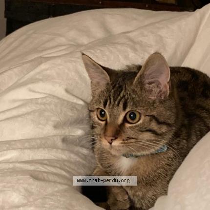 Foto einer verlorenen Katze in Marnand
