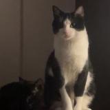 Picture of cat lost at Sherbrooke