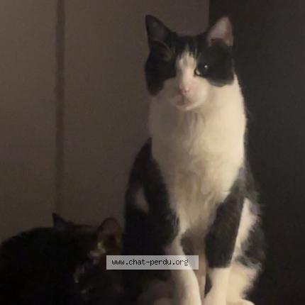 Photo 1/1 Cat reunited Lost in Sherbrooke