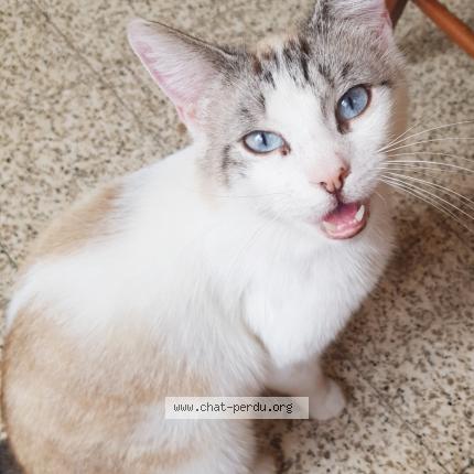 Photo 1/1 Cat reunited Lost in Bethune