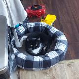 Picture of cat lost at Longueuil