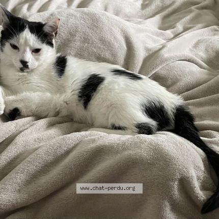 Foto einer verlorenen Katze in Hauterive